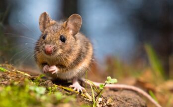 Erdei pele Dryomys nitedula