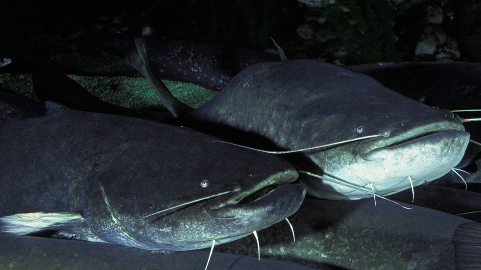 Europai harcsa Silurus glanis 1