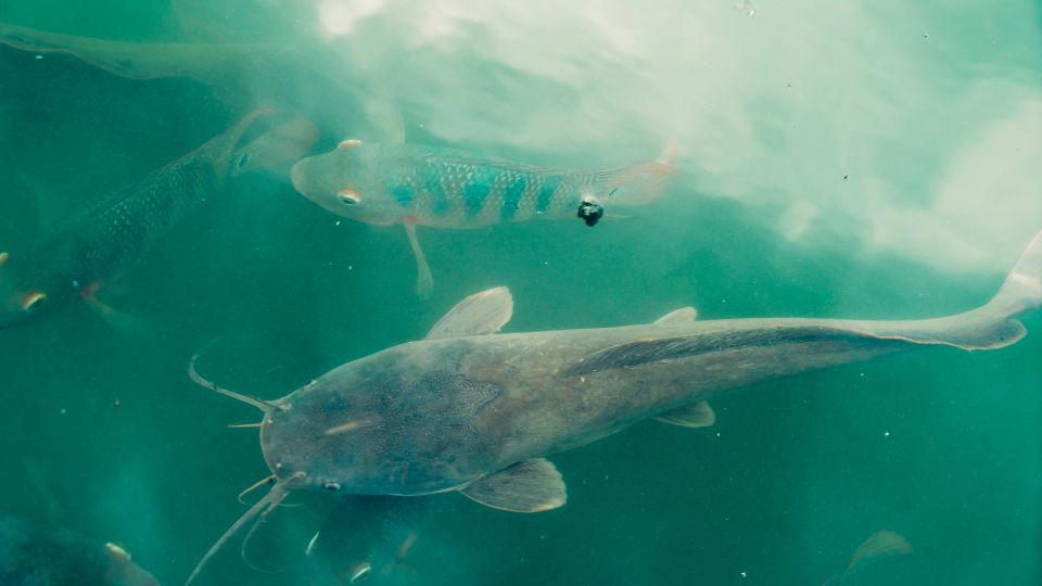 Europai harcsa Silurus glanis