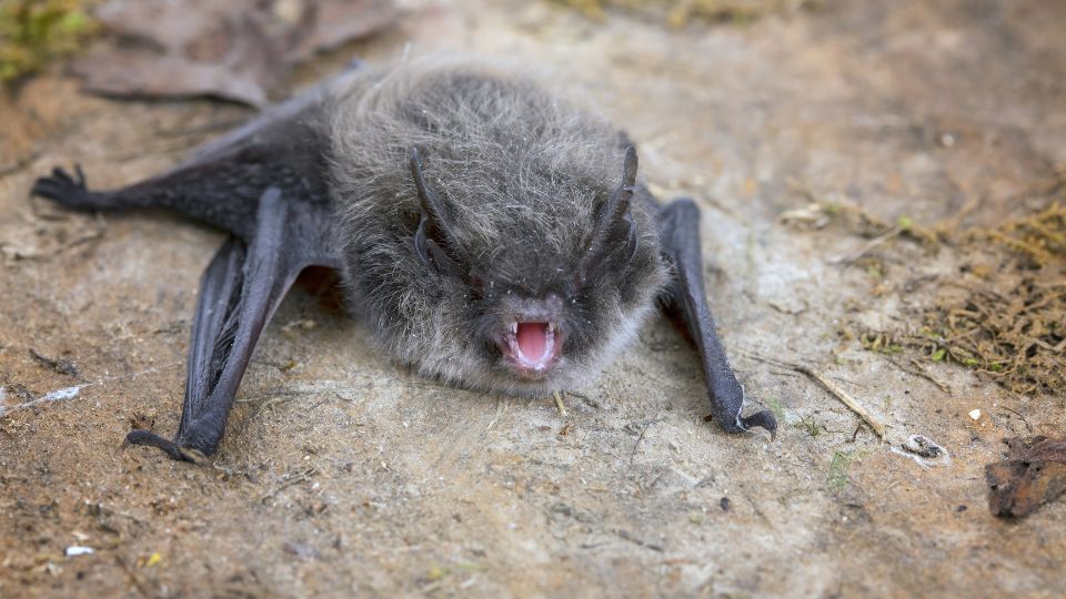 Feherszelu torpedenever Pipistrellus kuhlii