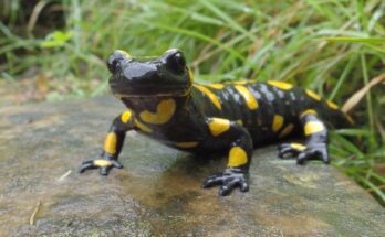 Foltos szalamandra Salamandra salamandra 2