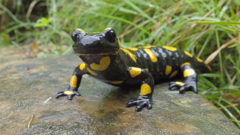 Foltos szalamandra Salamandra salamandra 2