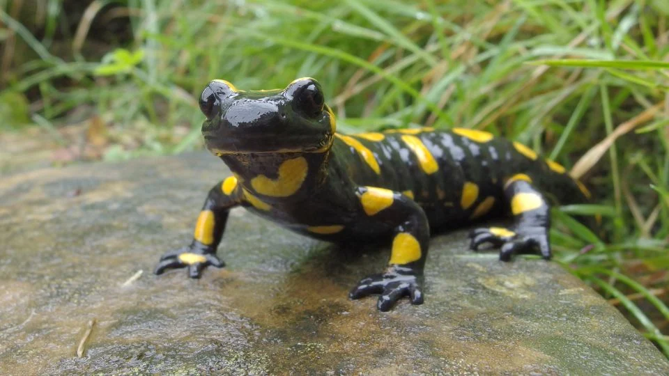 Egy foltos szalamandra, fekete alapon sárga foltokkal, egy kőre mászva, zöld fűvel körülvéve.