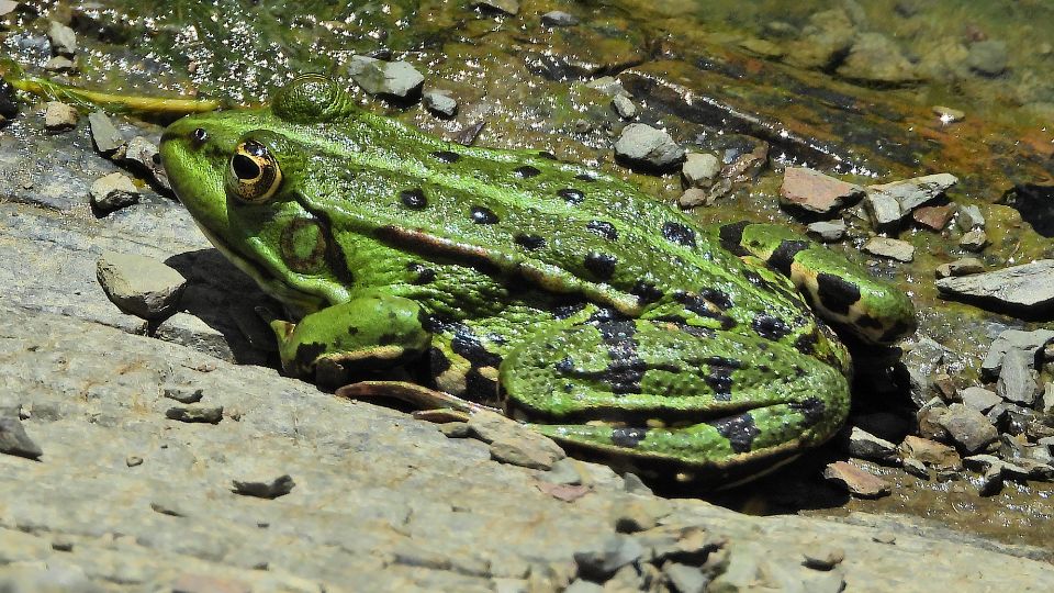Kecskebeka Pelophylax kl. esculenta 1