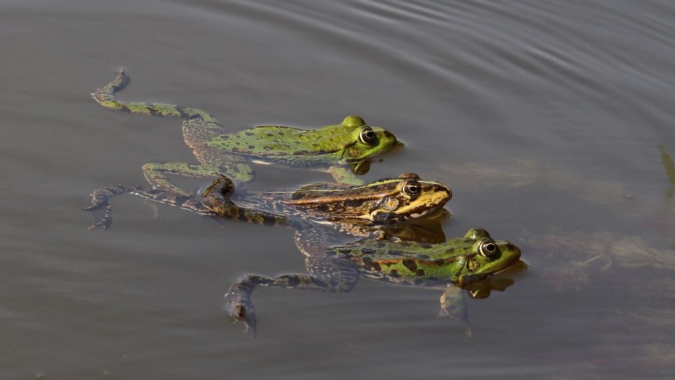 Kecskebeka Pelophylax kl. esculenta 2