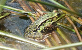 Kecskebeka Pelophylax kl. esculenta