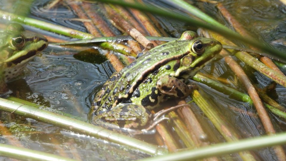 Kecskebeka Pelophylax kl. esculenta