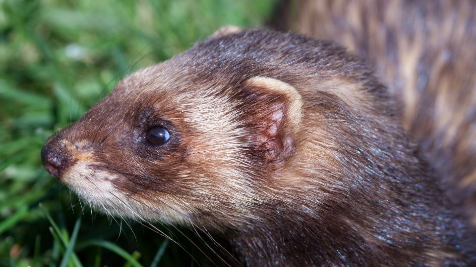 Kozonseges goreny Mustela putorius 1