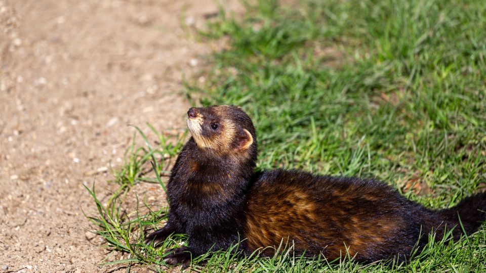 Kozonseges goreny Mustela putorius 2