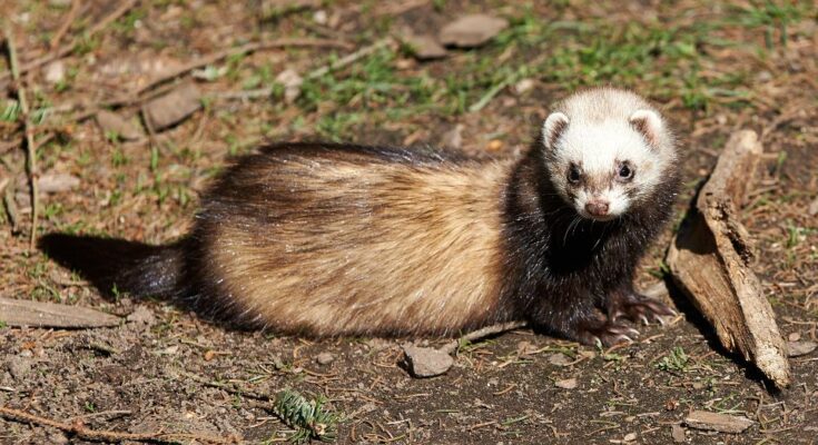 Kozonseges goreny Mustela putorius