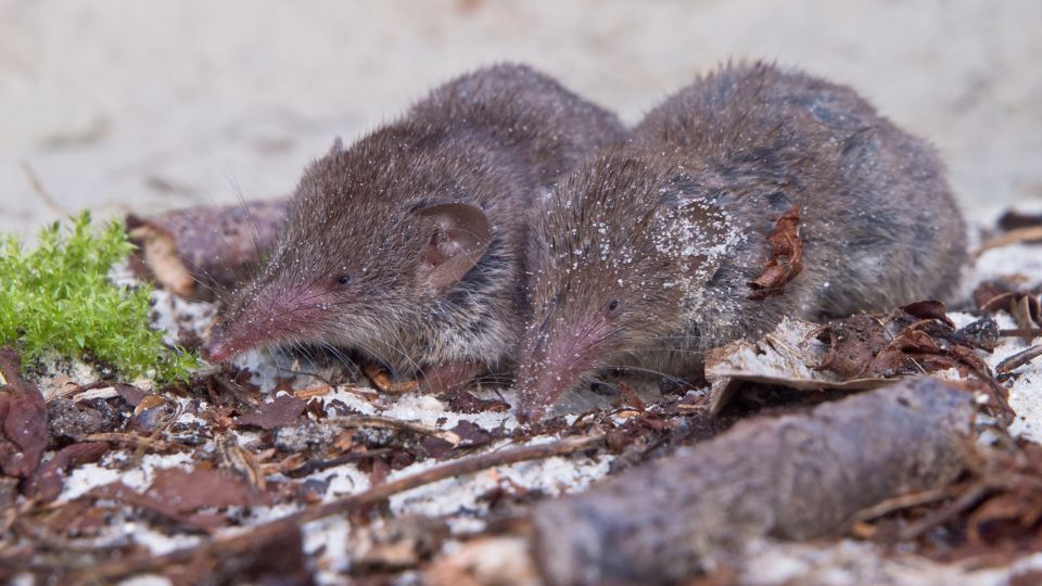 Mezei cickany Crocidura leucodon 2 1
