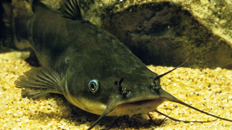 Négybajuszszálas harcsa a vízfenéken, homokos talajjal körülvéve.