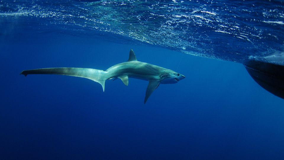 Rokacapa Alopias vulpinus 2
