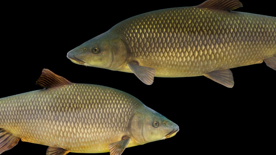 Rozsas diszmarna Barbus conchonius 1