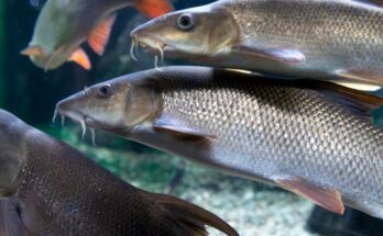 Rozsas diszmarna Barbus conchonius 2