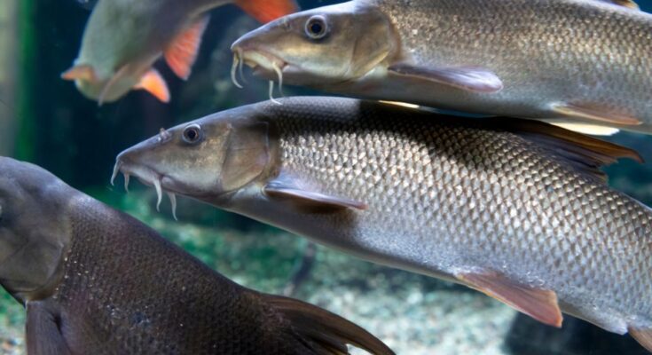 Rozsas diszmarna Barbus conchonius 2