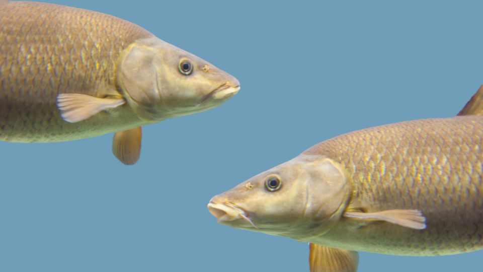 Rozsas diszmarna Barbus conchonius