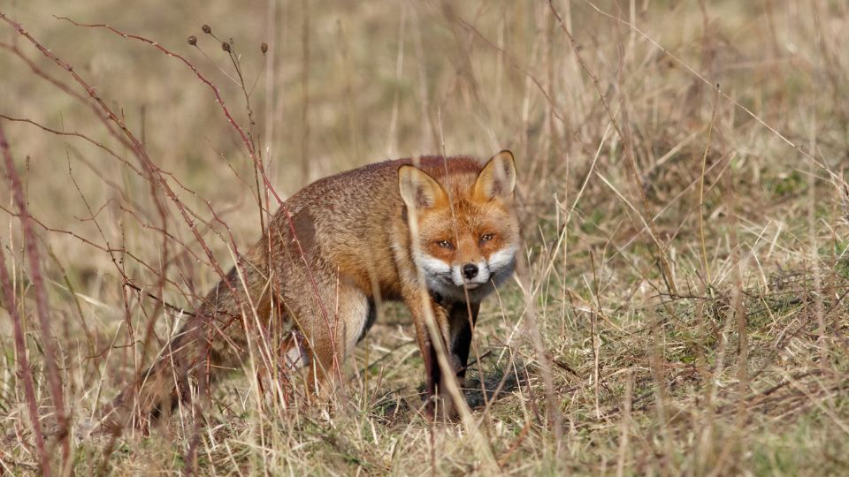 Voros roka Vulpes vulpes 2
