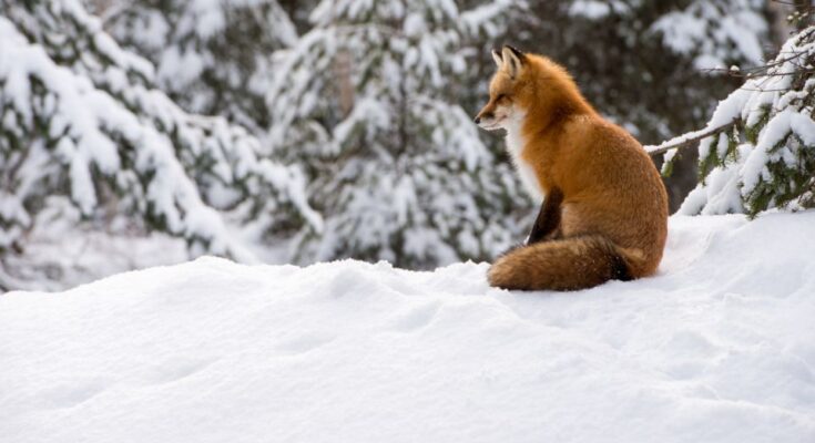 Voros roka Vulpes vulpes