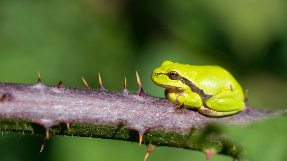 Zöld levelibéka egy tüskés ágon ülve, élénk zöld színével a természet része.