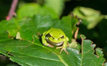 Zold levelibeka Hyla arborea 2