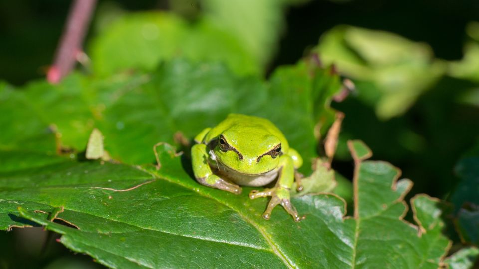 Zold levelibeka Hyla arborea 2