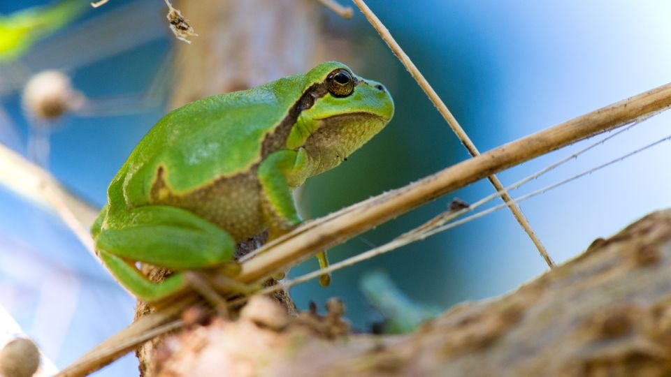 Zöld levelibéka egy ágon ülve, háttérben kék ég és fák.