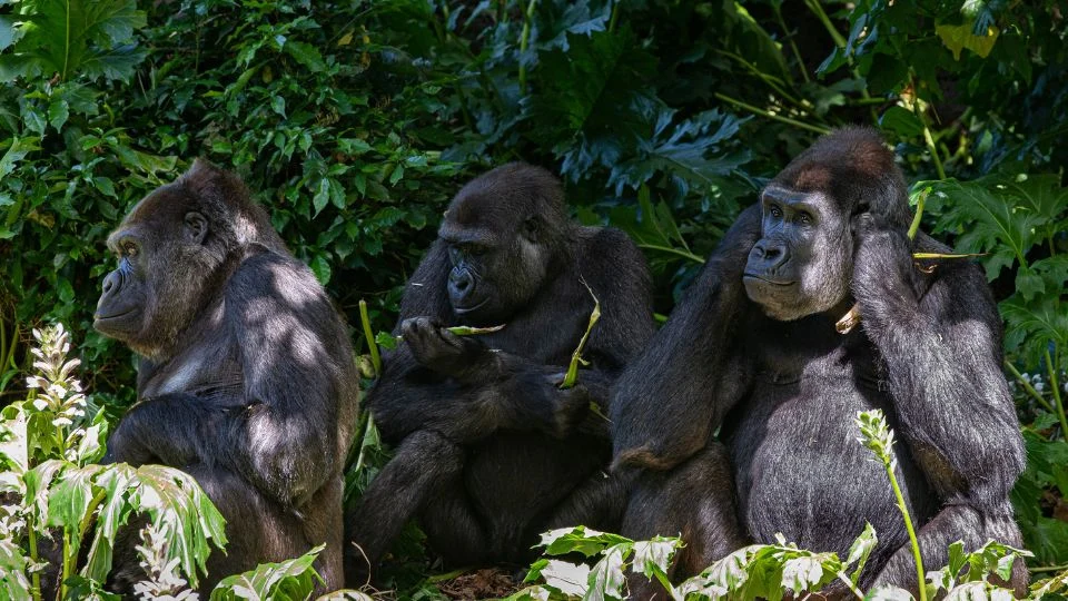 Három gorilla pihen az afrikai esőerdőben, zöld növények között.