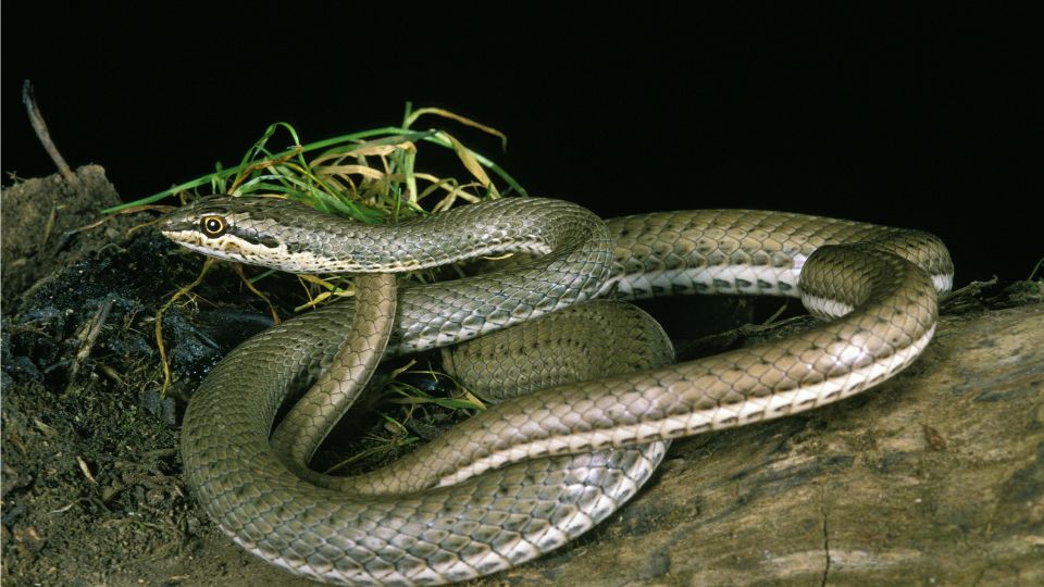 Afrikai szaguldo siklo Psammophis sibilans 1