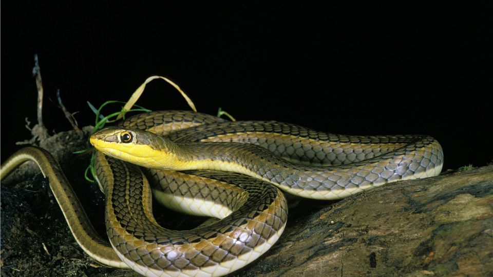 Afrikai szaguldo siklo Psammophis sibilans 2