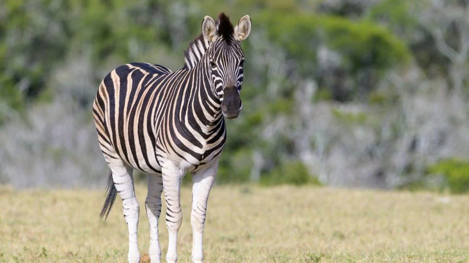 Egy Alföldi zebra áll a zöld fűben, fekete-fehér csíkos bundájával.