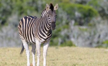 Alfoldi zebra vagy Burchell zebra 1