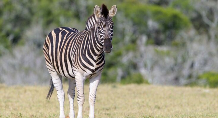 Alfoldi zebra vagy Burchell zebra 1