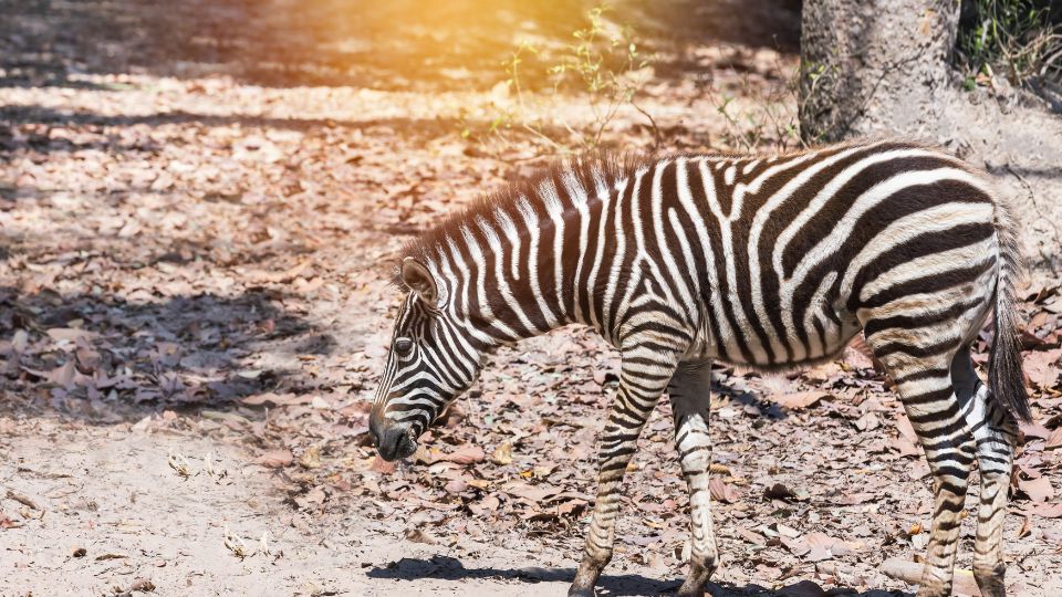 Alfoldi zebra vagy Burchell zebra 2