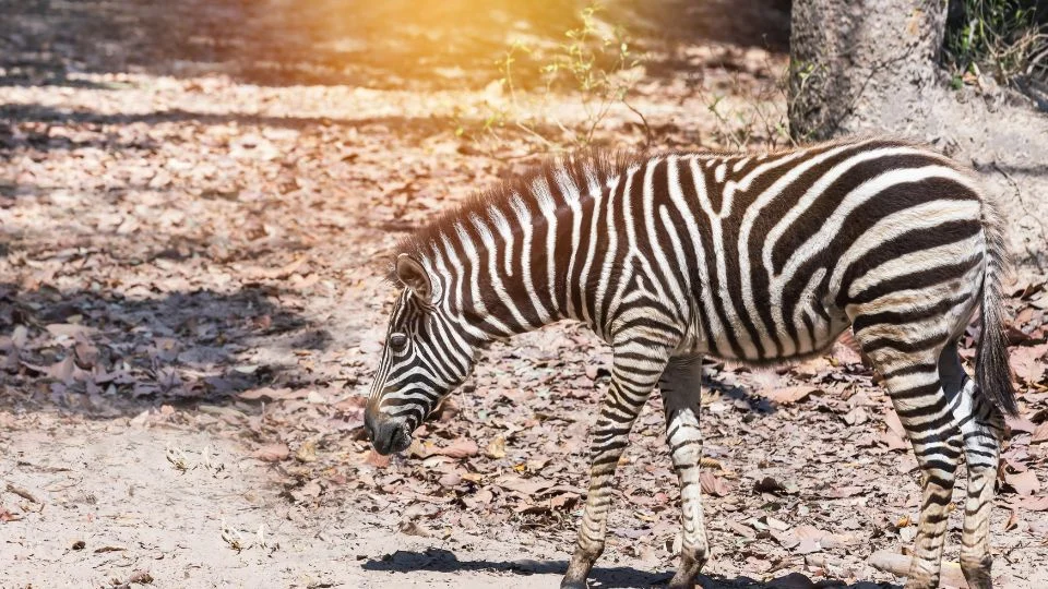 Egy Alföldi zebra sétál a levelekkel borított földön, napfényben.