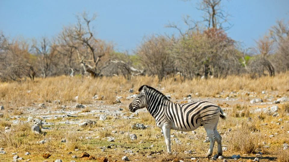Egy alföldi zebra áll a száraz fűvel borított tájon, háttérben fák láthatók.