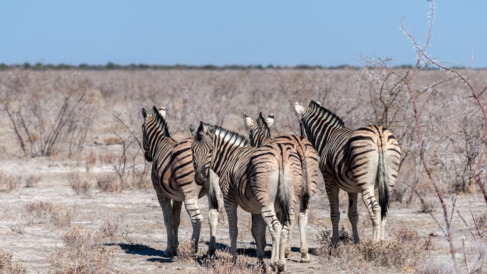Alfoldi zebra vagy Burchell zebra 4