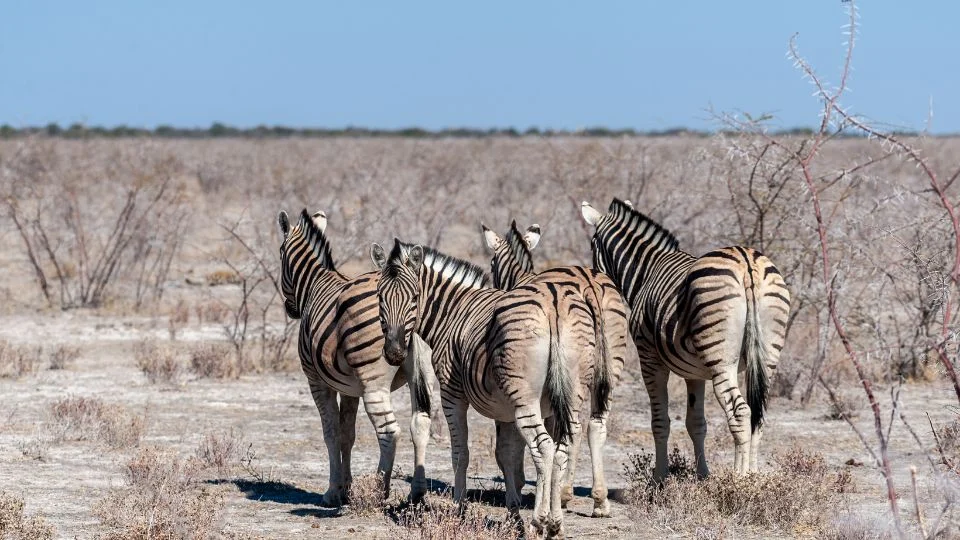 Négy alföldi zebra áll egy szikes területen, háttal a kamerának, a táj száraz és kopár.