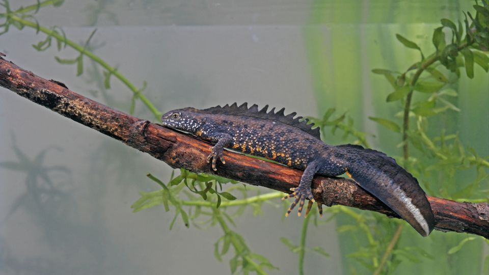 Alpesi tarajosgote Triturus carnifex 1