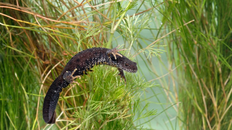 Alpesi tarajosgote Triturus carnifex 2
