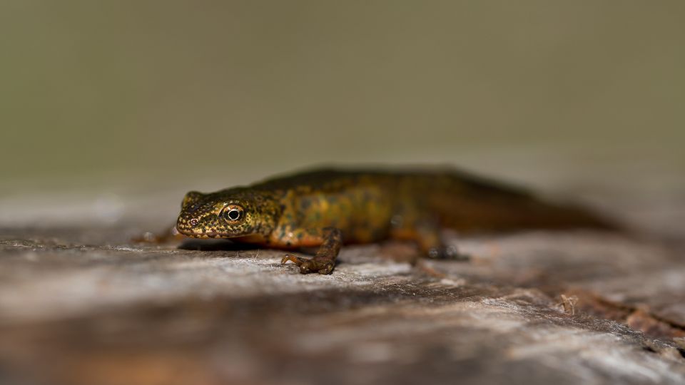 Alpesi tarajosgote Triturus carnifex 3