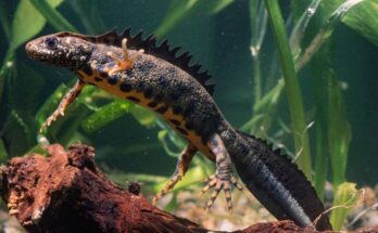 Alpesi tarajosgote Triturus carnifex