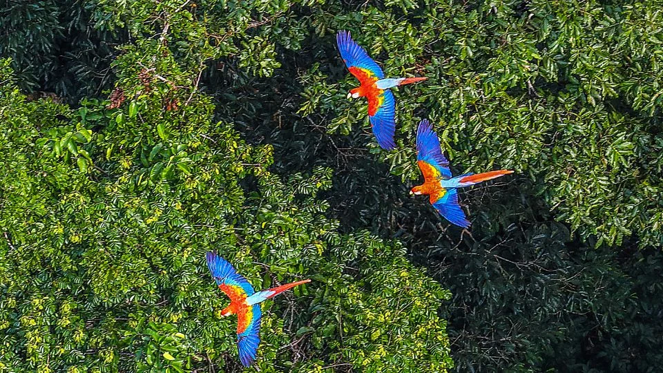 Három színes papagáj repül az Amazonas zöldellő fái között.