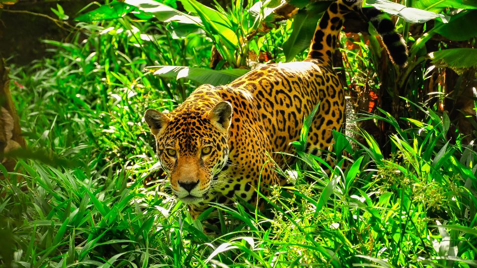 Amazonas elovilaga 4