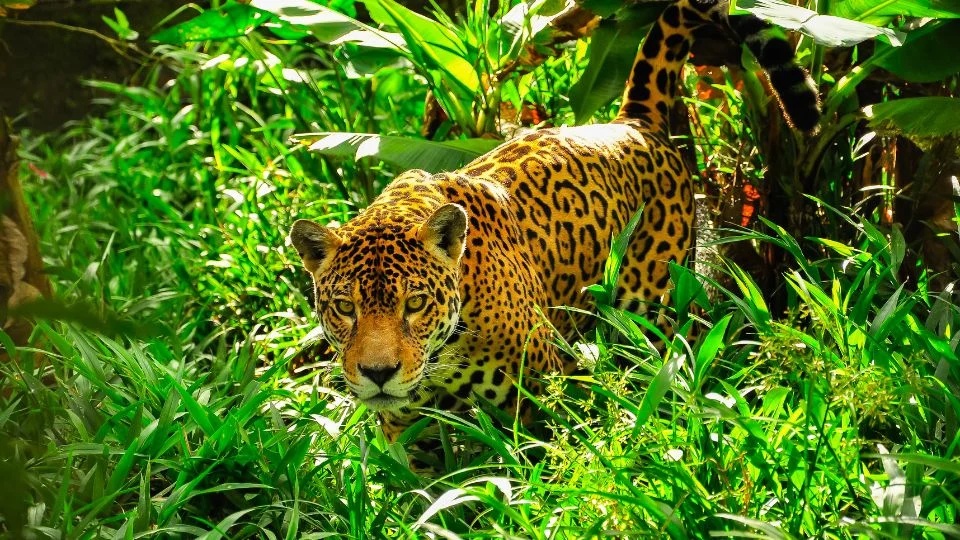 Egy jaguár rejtőzik az Amazonas dzsungelében, zöld fűben és növények között.