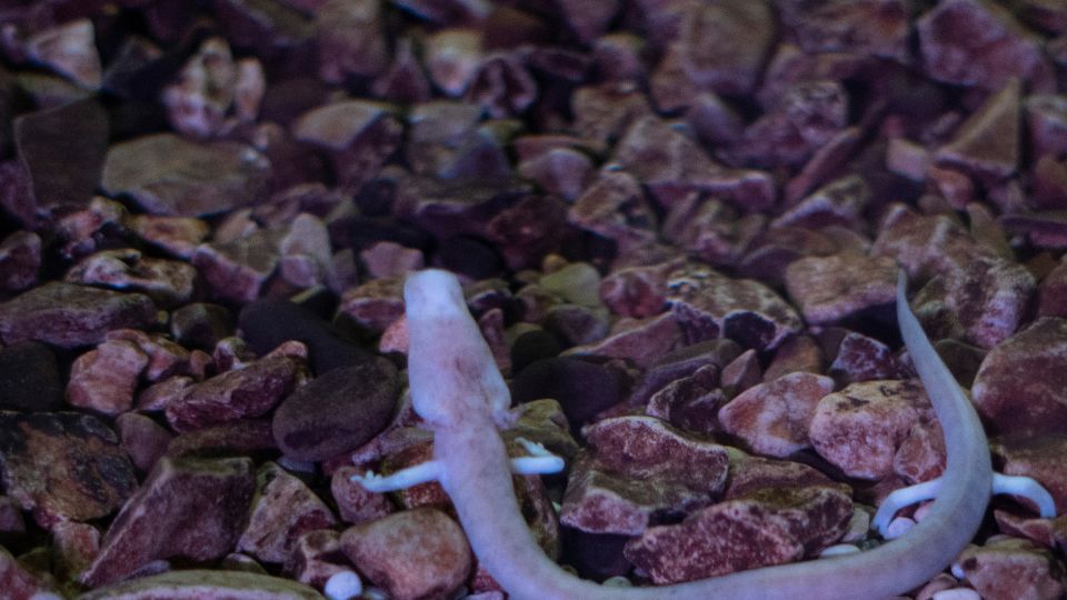 Barlangi vakgote Proteus anguinus 1