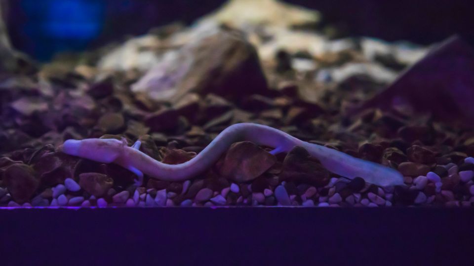 Barlangi vakgote Proteus anguinus 2