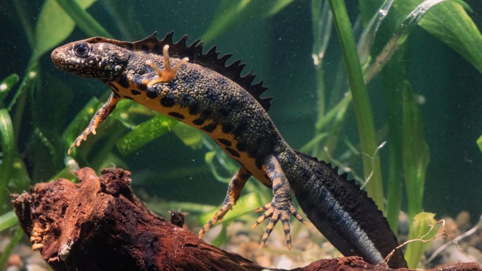 Barlangi vakgote Proteus anguinus 3