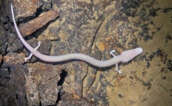 Barlangi vakgote Proteus anguinus