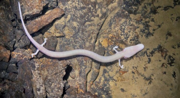 Barlangi vakgote Proteus anguinus